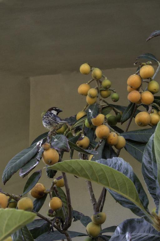 Il Vecchioliveto Di Ornella Acomodação com café da manhã Marrùbiu Exterior foto